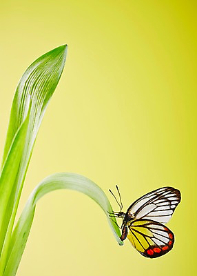 포토 JPG 스튜디오촬영 식물 동물 한마리 계절 나비 곤충 백그라운드 무늬 절지류 자연 실내 근접촬영 사람없음 아웃포커스 봄 풀 호랑나비 국내포토 1 뷰포인트 촬영기법 내부 생태계 파일형식