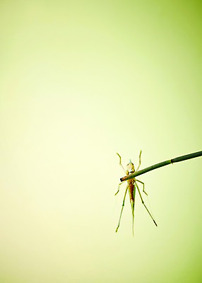 포토 JPG 스튜디오촬영 나무 식물 동물 곤충 백그라운드 자연 실내 사람없음 나뭇가지 여치 국내포토 내부 생태계 파일형식