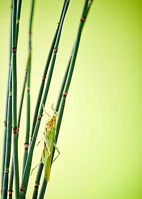 포토 JPG 스튜디오촬영 나무 식물 동물 한마리 곤충 백그라운드 절지류 자연 실내 근접촬영 사람없음 아웃포커스 나뭇가지 여치 국내포토 1 뷰포인트 촬영기법 내부 생태계 파일형식