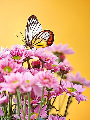 포토 JPG 스튜디오촬영 식물 동물 한마리 꽃 분홍색 컬러 나비 곤충 백그라운드 무늬 절지류 자연 실내 근접촬영 사람없음 아웃포커스 소국 호랑나비 국내포토 1 뷰포인트 촬영기법 내부 생태계 파일형식