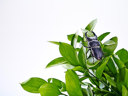 포토 JPG 스튜디오촬영 식물 동물 한마리 곤충 백그라운드 잎 절지류 자연 실내 집게 사람없음 풀 벌레 딱정벌레 사슴벌레 국내포토 1 내부 생태계 파일형식