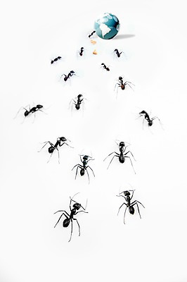 포토 JPG 스튜디오촬영 동물 조각 곤충 백그라운드 절지류 여러마리 자연 실내 근접촬영 사람없음 아웃포커스 지구본 과자 벌레 개미 국내포토 뷰포인트 다수 디저트 촬영기법 내부 생태계 파일형식