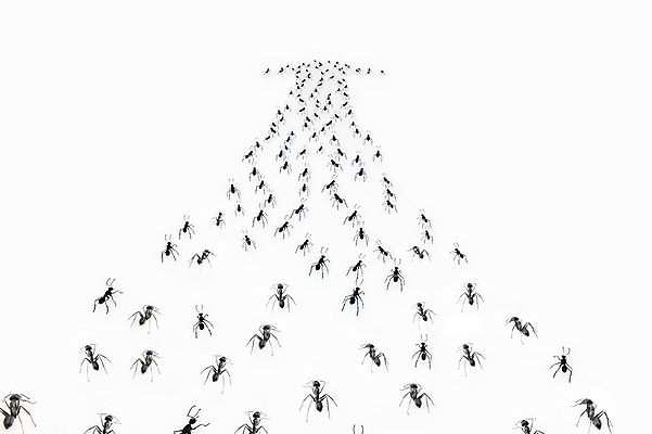 포토 JPG 스튜디오촬영 모양 동물 화살표 곤충 백그라운드 절지류 여러마리 자연 실내 근접촬영 사람없음 아웃포커스 벌레 방향 개미 국내포토 뷰포인트 다수 촬영기법 내부 생태계 파일형식