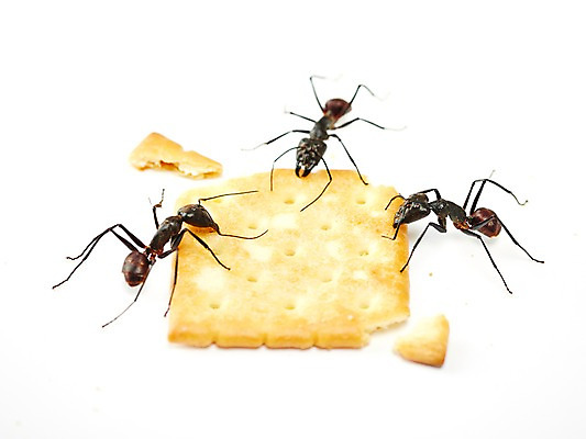 포토 JPG 스튜디오촬영 동물 조각 곤충 백그라운드 절지류 자연 실내 세마리 근접촬영 사람없음 아웃포커스 과자 벌레 개미 국내포토 뷰포인트 디저트 촬영기법 3 내부 생태계 파일형식