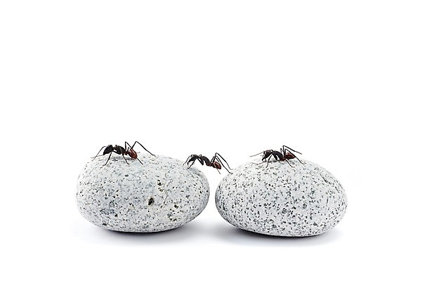 포토 JPG 스튜디오촬영 동물 곤충 백그라운드 절지류 자연 실내 세마리 근접촬영 사람없음 돌_바위 조약돌 벌레 개미 국내포토 뷰포인트 3 내부 생태계 파일형식