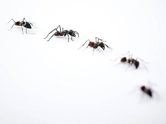 포토 JPG 스튜디오촬영 동물 곤충 백그라운드 절지류 여러마리 자연 실내 근접촬영 사람없음 아웃포커스 벌레 개미 국내포토 뷰포인트 다수 촬영기법 내부 생태계 파일형식