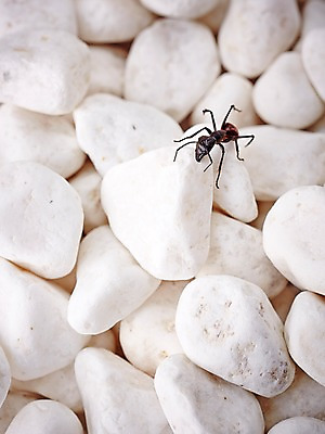 포토 JPG 스튜디오촬영 동물 한마리 곤충 백그라운드 절지류 자연 실내 근접촬영 사람없음 아웃포커스 돌_바위 조약돌 벌레 개미 국내포토 1 뷰포인트 촬영기법 내부 생태계 파일형식