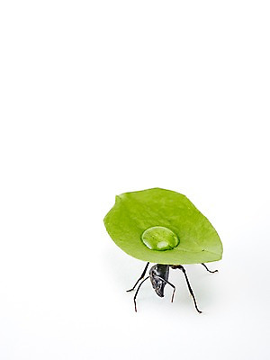 포토 JPG 스튜디오촬영 식물 동물 한마리 곤충 백그라운드 잎 절지류 자연 실내 근접촬영 사람없음 물 물방울 벌레 개미 국내포토 자연요소 1 뷰포인트 내부 생태계 파일형식
