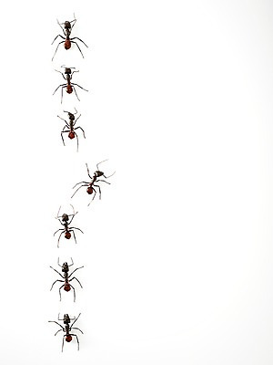 포토 JPG 스튜디오촬영 동물 곤충 백그라운드 절지류 여러마리 자연 실내 근접촬영 사람없음 벌레 개미 국내포토 뷰포인트 다수 내부 생태계 파일형식