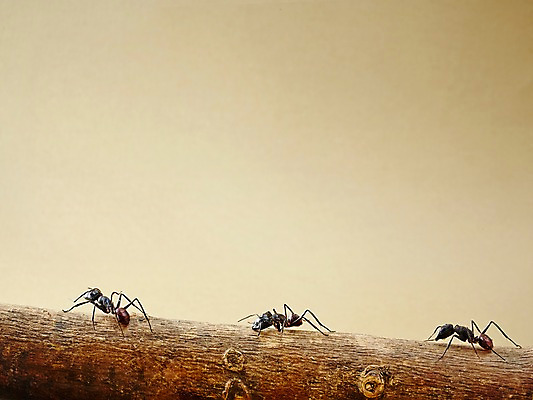 포토 JPG 스튜디오촬영 나무 식물 동물 곤충 백그라운드 절지류 자연 실내 세마리 근접촬영 사람없음 벌레 개미 국내포토 뷰포인트 3 내부 생태계 파일형식