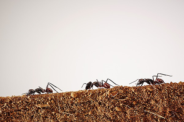 포토 JPG 스튜디오촬영 동물 모래 곤충 백그라운드 절지류 자연 실내 세마리 근접촬영 사람없음 흙 벌레 개미 국내포토 뷰포인트 3 내부 생태계 파일형식