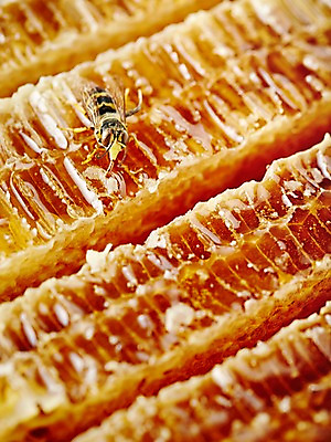 포토 JPG 스튜디오촬영 동물 한마리 곤충 백그라운드 절지류 자연 실내 근접촬영 사람없음 아웃포커스 꿀벌 벌 꿀 벌집 벌꿀 국내포토 1 뷰포인트 촬영기법 내부 벌_곤충 생태계 파일형식