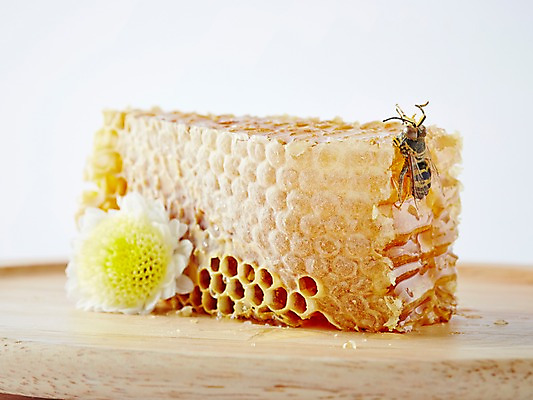 포토 JPG 스튜디오촬영 식물 동물 한마리 꽃 곤충 백그라운드 절지류 자연 탁자 실내 근접촬영 사람없음 아웃포커스 꿀벌 벌 꿀 벌꿀 국내포토 1 뷰포인트 가구 촬영기법 내부 벌_곤충 생태계 파일형식