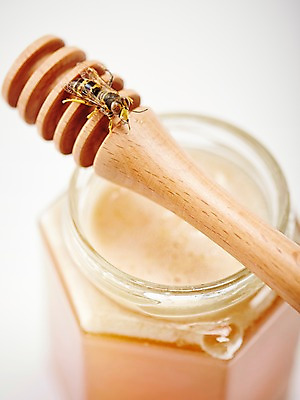 포토 JPG 스튜디오촬영 동물 한마리 곤충 백그라운드 절지류 자연 유리병 실내 근접촬영 사람없음 아웃포커스 숟가락 막대기 병 벌 꿀 국내포토 1 식기 뷰포인트 병_용기 촬영기법 수저 내부 생태계 파일형식