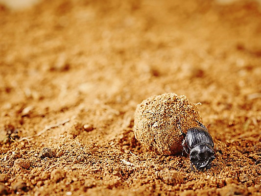 포토 JPG 주간 동물 한마리 모래 곤충 백그라운드 절지류 자연 근접촬영 사람없음 야외 아웃포커스 흙 딱정벌레 덩어리 쇠똥구리 국내포토 자연요소 1 뷰포인트 촬영기법 생태계 파일형식