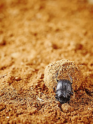 포토 JPG 주간 동물 한마리 모래 곤충 백그라운드 절지류 자연 근접촬영 사람없음 야외 아웃포커스 흙 딱정벌레 덩어리 쇠똥구리 국내포토 자연요소 1 뷰포인트 촬영기법 생태계 파일형식