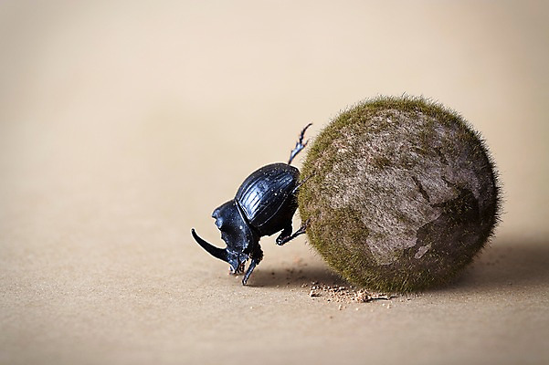 포토 JPG 스튜디오촬영 동물 한마리 모래 곤충 백그라운드 절지류 자연 실내 사람없음 지구본 흙 딱정벌레 쇠똥구리 국내포토 1 내부 생태계 파일형식