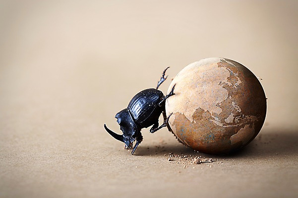 포토 JPG 스튜디오촬영 동물 한마리 모래 곤충 백그라운드 절지류 자연 실내 사람없음 지구본 흙 딱정벌레 쇠똥구리 국내포토 1 내부 생태계 파일형식