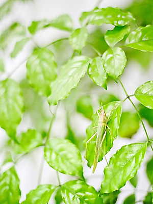 포토 JPG 주간 식물 동물 한마리 곤충 백그라운드 잎 절지류 자연 근접촬영 사람없음 야외 아웃포커스 풀 여치 국내포토 자연요소 1 뷰포인트 촬영기법 생태계 파일형식