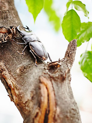 포토 JPG 주간 나무 식물 동물 한마리 곤충 백그라운드 잎 절지류 자연 나뭇잎 근접촬영 사람없음 야외 아웃포커스 나뭇가지 딱정벌레 사슴벌레 국내포토 자연요소 1 뷰포인트 촬영기법 생태계 파일형식