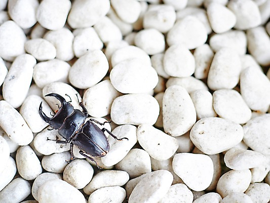 포토 JPG 스튜디오촬영 동물 한마리 곤충 백그라운드 절지류 자연 실내 집게 근접촬영 사람없음 아웃포커스 돌_바위 조약돌 딱정벌레 사슴벌레 국내포토 1 뷰포인트 촬영기법 내부 생태계 파일형식