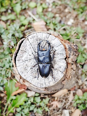 포토 JPG 주간 나무 식물 동물 한마리 곤충 백그라운드 절지류 자연 집게 근접촬영 사람없음 야외 아웃포커스 풀 딱정벌레 사슴벌레 국내포토 자연요소 1 뷰포인트 촬영기법 생태계 파일형식