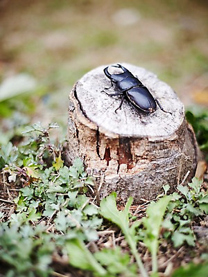포토 JPG 주간 나무 식물 동물 한마리 곤충 백그라운드 절지류 자연 집게 사람없음 야외 아웃포커스 풀 딱정벌레 사슴벌레 국내포토 자연요소 1 촬영기법 생태계 파일형식