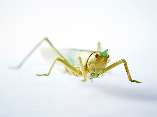 포토 JPG 스튜디오촬영 동물 한마리 곤충 백그라운드 절지류 자연 실내 근접촬영 사람없음 아웃포커스 벌레 여치 국내포토 1 뷰포인트 촬영기법 내부 생태계 파일형식