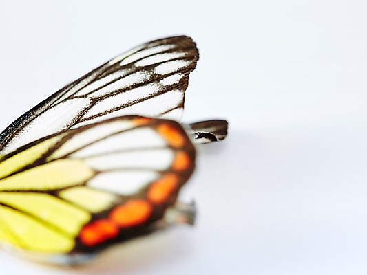 포토 JPG 스튜디오촬영 동물 한마리 나비 곤충 백그라운드 무늬 날개 자연 실내 근접촬영 사람없음 아웃포커스 부위 호랑나비 국내포토 1 뷰포인트 촬영기법 내부 생태계 파일형식