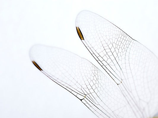 포토 JPG 스튜디오촬영 동물 한마리 곤충 백그라운드 절지류 날개 자연 실내 근접촬영 사람없음 아웃포커스 잠자리 부위 국내포토 1 뷰포인트 촬영기법 내부 생태계 파일형식