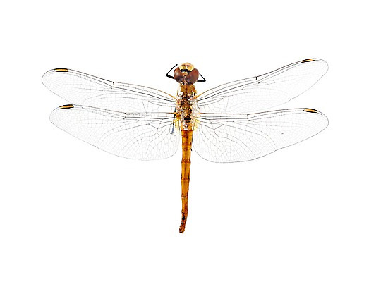 포토 JPG 스튜디오촬영 동물 한마리 곤충 백그라운드 절지류 자연 실내 누끼 사람없음 잠자리 고추잠자리 국내포토 1 내부 생태계 파일형식