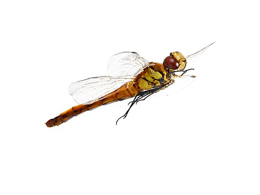 포토 JPG 스튜디오촬영 동물 한마리 곤충 백그라운드 절지류 자연 실내 누끼 사람없음 잠자리 고추잠자리 국내포토 1 내부 생태계 파일형식