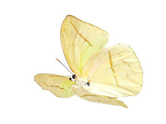 포토 JPG 스튜디오촬영 동물 한마리 컬러 나비 곤충 백그라운드 절지류 자연 실내 누끼 사람없음 노란색 국내포토 1 내부 생태계 파일형식