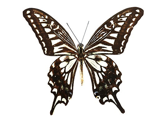 포토 JPG 스튜디오촬영 동물 한마리 나비 곤충 백그라운드 무늬 절지류 자연 실내 누끼 사람없음 호랑나비 국내포토 1 내부 생태계 파일형식