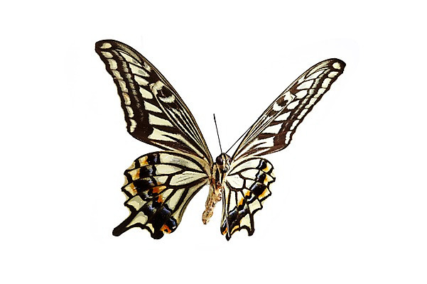 포토 JPG 스튜디오촬영 동물 한마리 나비 곤충 백그라운드 무늬 절지류 자연 실내 누끼 사람없음 호랑나비 국내포토 1 내부 생태계 파일형식