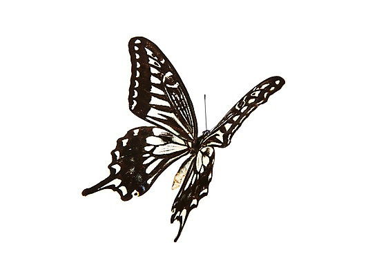 포토 JPG 스튜디오촬영 동물 한마리 나비 곤충 백그라운드 무늬 절지류 자연 실내 누끼 사람없음 호랑나비 국내포토 1 내부 생태계 파일형식