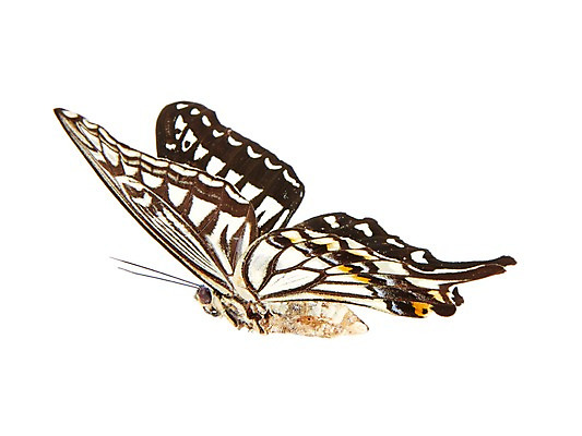 포토 JPG 스튜디오촬영 동물 한마리 나비 곤충 백그라운드 무늬 절지류 자연 실내 누끼 사람없음 호랑나비 국내포토 1 내부 생태계 파일형식