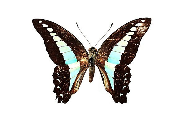 포토 JPG 스튜디오촬영 동물 한마리 나비 곤충 백그라운드 무늬 절지류 자연 실내 누끼 사람없음 국내포토 1 내부 생태계 파일형식