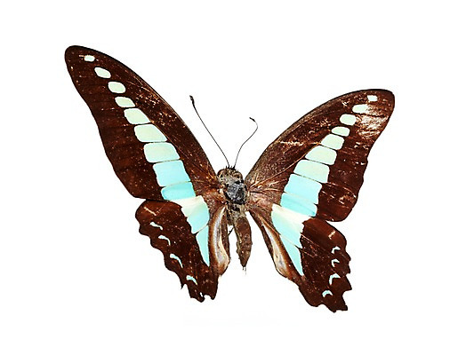 포토 JPG 스튜디오촬영 동물 한마리 나비 곤충 백그라운드 무늬 절지류 자연 실내 누끼 사람없음 국내포토 1 내부 생태계 파일형식