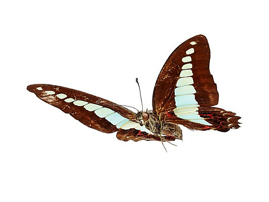 포토 JPG 스튜디오촬영 동물 한마리 나비 곤충 백그라운드 무늬 절지류 자연 실내 누끼 사람없음 국내포토 1 내부 생태계 파일형식