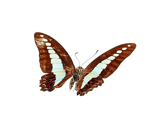 포토 JPG 스튜디오촬영 동물 한마리 나비 곤충 백그라운드 무늬 절지류 자연 실내 누끼 사람없음 국내포토 1 내부 생태계 파일형식