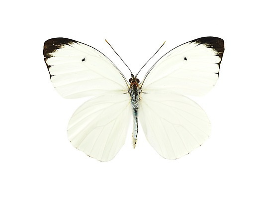 포토 JPG 스튜디오촬영 동물 한마리 컬러 나비 곤충 백그라운드 절지류 자연 실내 누끼 사람없음 흰색 국내포토 1 내부 생태계 파일형식