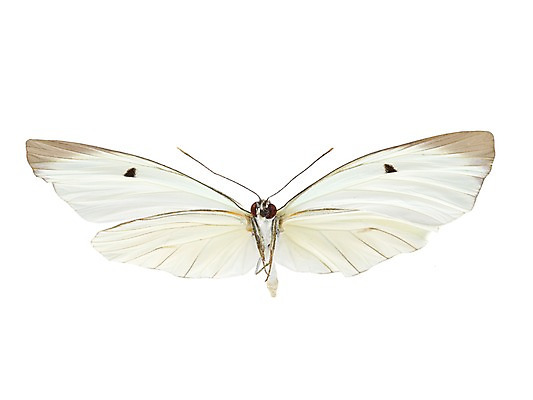 포토 JPG 스튜디오촬영 동물 한마리 컬러 나비 곤충 백그라운드 절지류 자연 실내 누끼 사람없음 흰색 국내포토 1 내부 생태계 파일형식