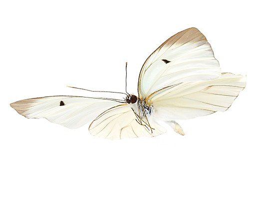 포토 JPG 스튜디오촬영 동물 한마리 컬러 나비 곤충 백그라운드 절지류 자연 실내 누끼 사람없음 흰색 국내포토 1 내부 생태계 파일형식