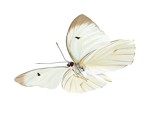 포토 JPG 스튜디오촬영 동물 한마리 컬러 나비 곤충 백그라운드 절지류 자연 실내 누끼 사람없음 흰색 국내포토 1 내부 생태계 파일형식