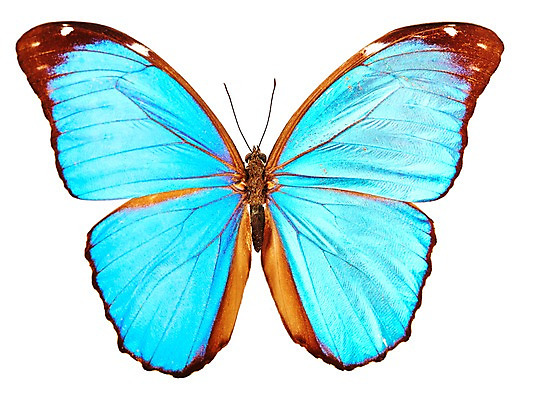 포토 JPG 스튜디오촬영 동물 한마리 컬러 하늘색 나비 곤충 백그라운드 절지류 자연 실내 누끼 사람없음 국내포토 1 내부 파란색 생태계 파일형식