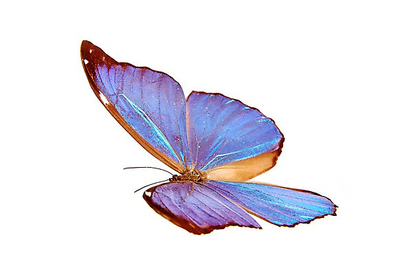 포토 JPG 스튜디오촬영 동물 한마리 컬러 나비 곤충 백그라운드 절지류 자연 실내 누끼 사람없음 보라색 국내포토 1 내부 생태계 파일형식