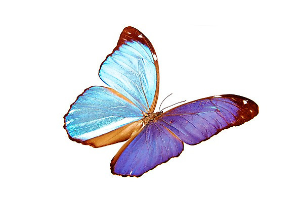 포토 JPG 스튜디오촬영 동물 한마리 컬러 하늘색 나비 곤충 백그라운드 절지류 자연 실내 누끼 사람없음 보라색 국내포토 1 내부 파란색 생태계 파일형식