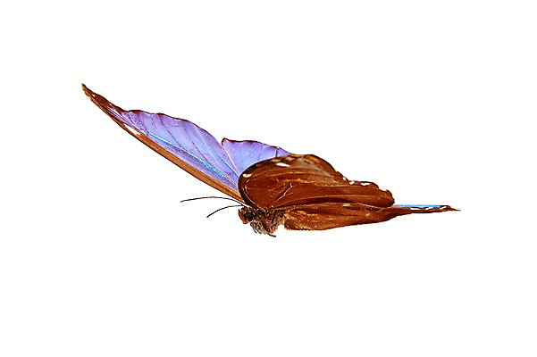 포토 JPG 스튜디오촬영 동물 한마리 나비 곤충 백그라운드 절지류 자연 실내 누끼 사람없음 국내포토 1 내부 생태계 파일형식