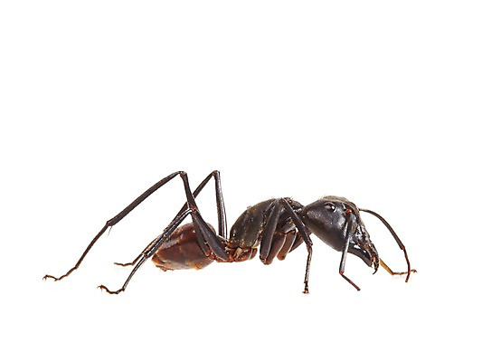 포토 JPG 스튜디오촬영 동물 한마리 곤충 백그라운드 절지류 자연 실내 누끼 사람없음 벌레 개미 국내포토 1 내부 생태계 파일형식